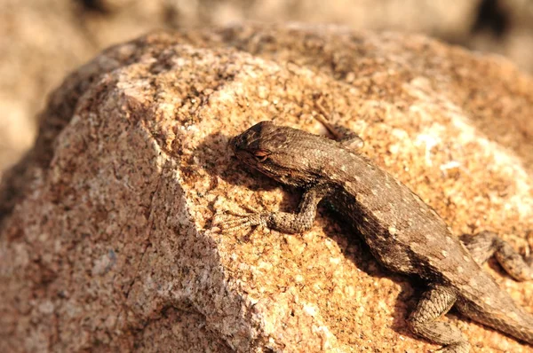Sagebrush Lizard — Stock Photo, Image