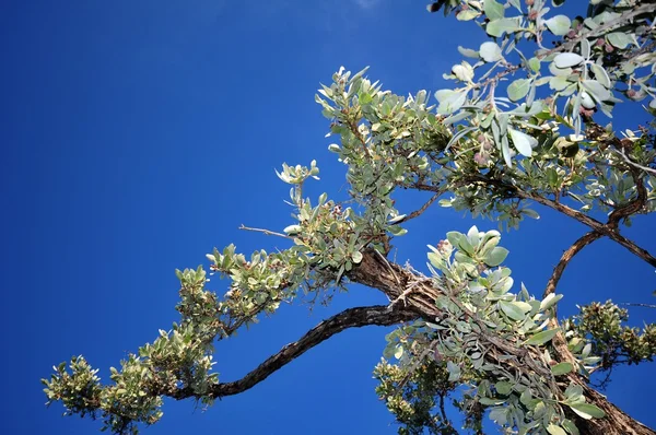 Exotic Tree — Stock Photo, Image