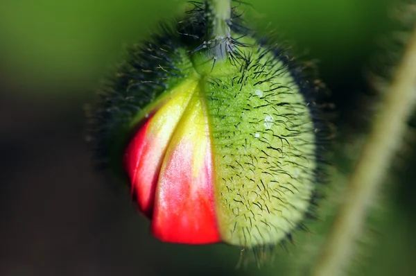 Bloem macro — Stockfoto