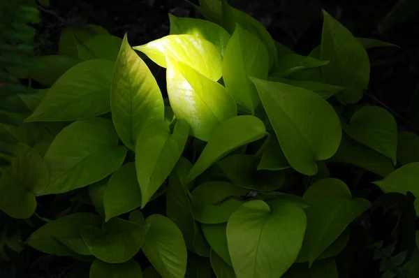 Punto de luz — Foto de Stock