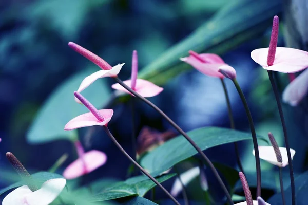 Plantas tropicales exóticas — Foto de Stock