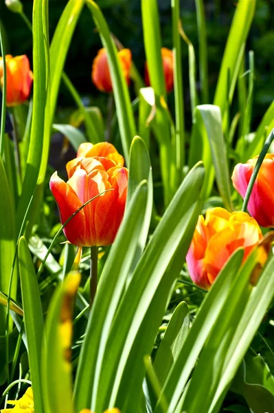 Tulipas no jardim — Fotografia de Stock