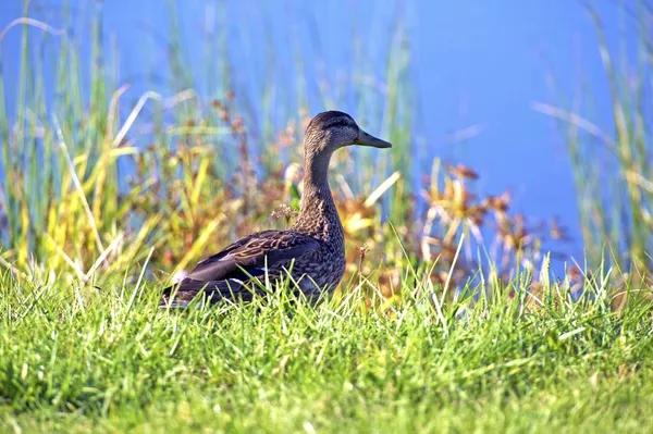 Junge Stockente — Stockfoto