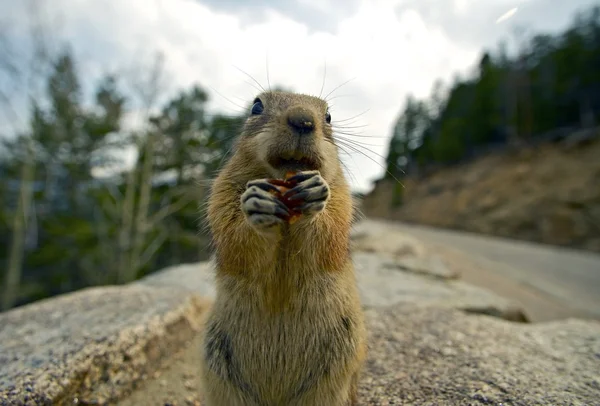 Colorado Chipmunk — Stockfoto