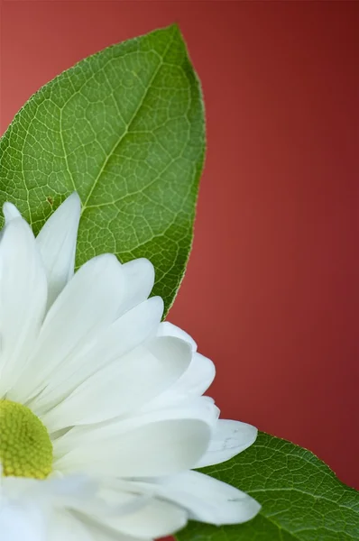 Daisy flower op rood — Stockfoto
