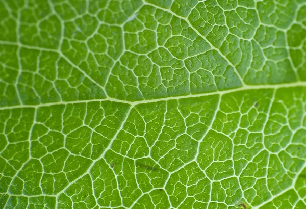 Frunze macro — Fotografie, imagine de stoc