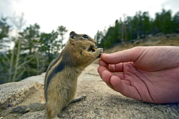 Streifenhörnchen füttern — Stockfoto