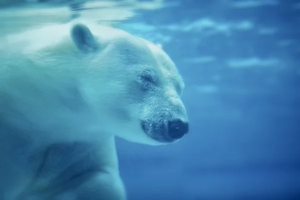 Eisbär — Stockfoto