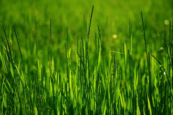 夏の草 — ストック写真