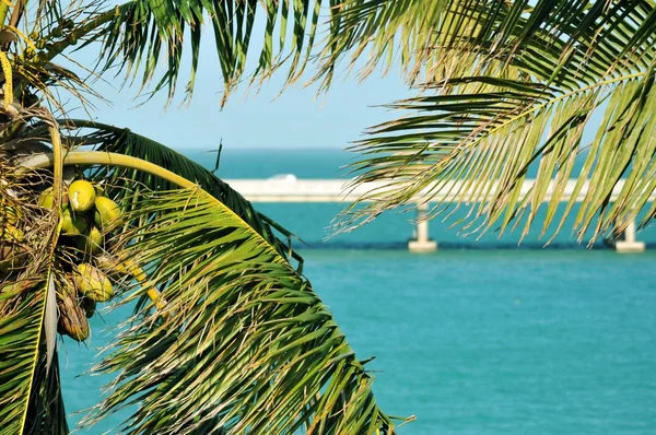 Palm bladeren — Stockfoto