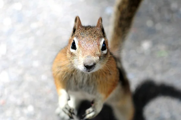 Lustiges Eichhörnchen — Stockfoto