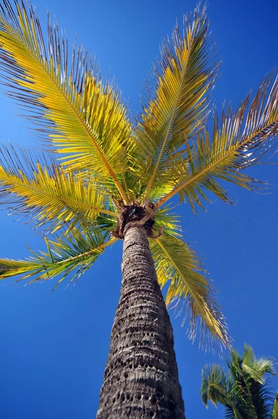 Palm Tree — Stock Photo, Image