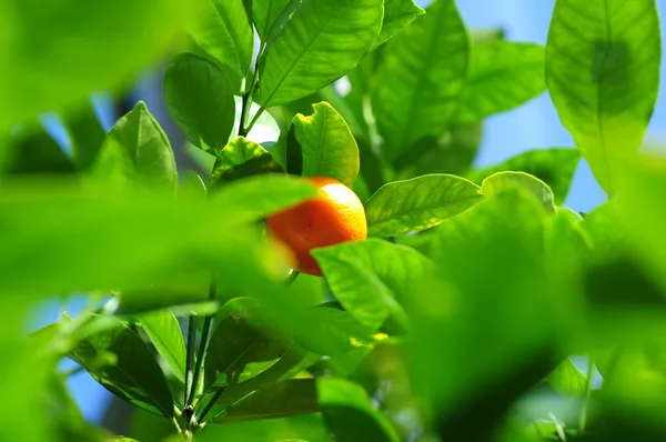 Мандаринские фрукты — стоковое фото