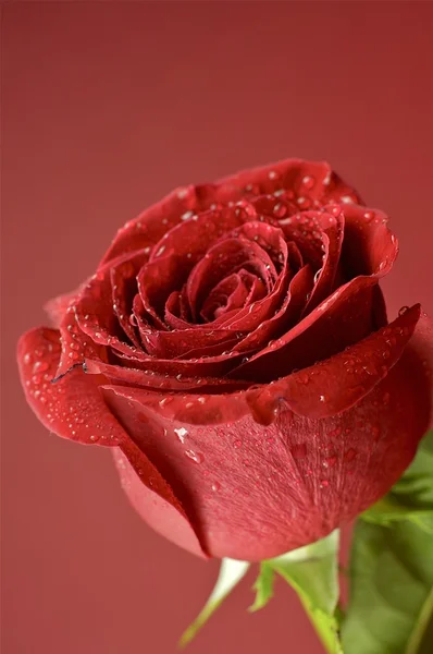 Rose in het rood — Stockfoto