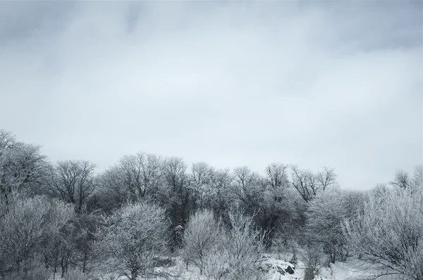 Nebraska Árvores — Fotografia de Stock