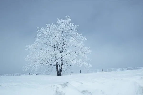 Winter Landscape — Stock Photo, Image