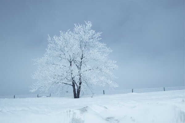Winter Landscape. Frozen Tree.