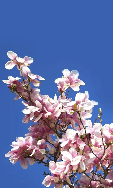 Magnolia Brench — Stockfoto