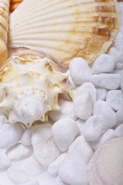 Shells and Rocks — Stock Photo, Image