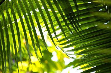 Orman palmiye yaprakları