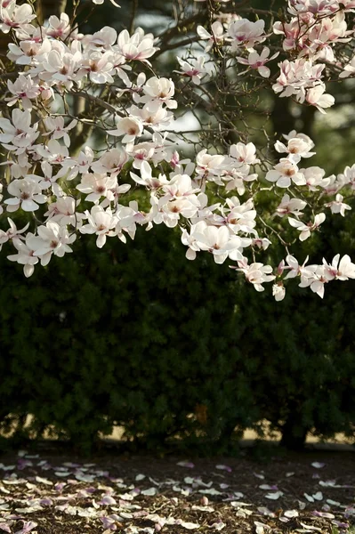 Flor de Magnolia soulangiana — Foto de Stock