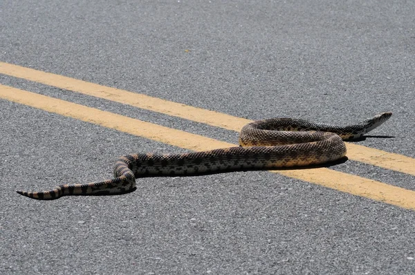 Bull Snake — Stock Photo, Image