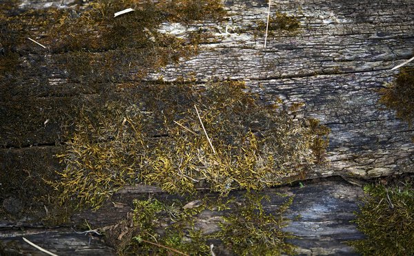 Bark and Moss Background