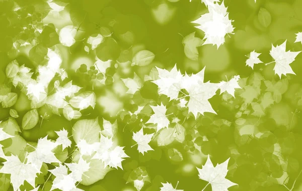 สีเขียวฤดูใบไม้ร่วง — ภาพถ่ายสต็อก
