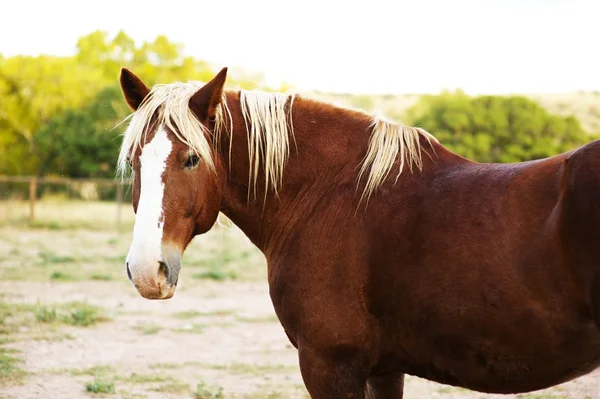 Brun häst — Stockfoto