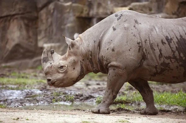 Black Rhinoceros — Stock Photo, Image