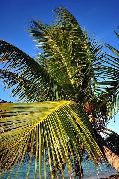 Folhas de palma — Fotografia de Stock