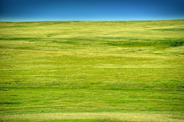 Meadow — Stock Photo, Image