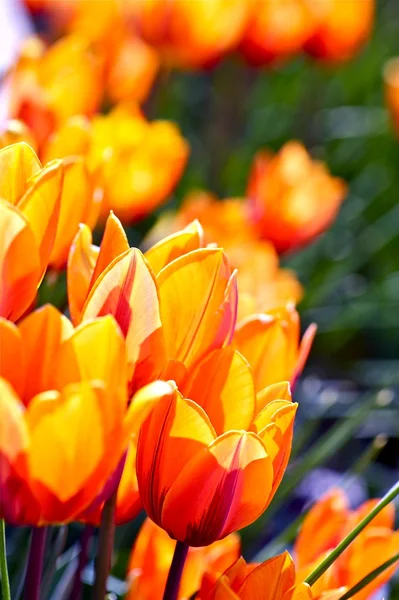 Orange-Red Tulips — Stock Photo, Image