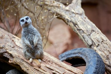 Meerkat - Suricate