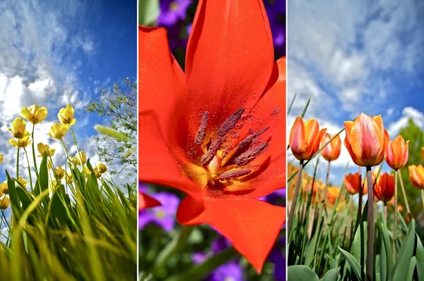 Flores de tulipa coloridas — Fotografia de Stock
