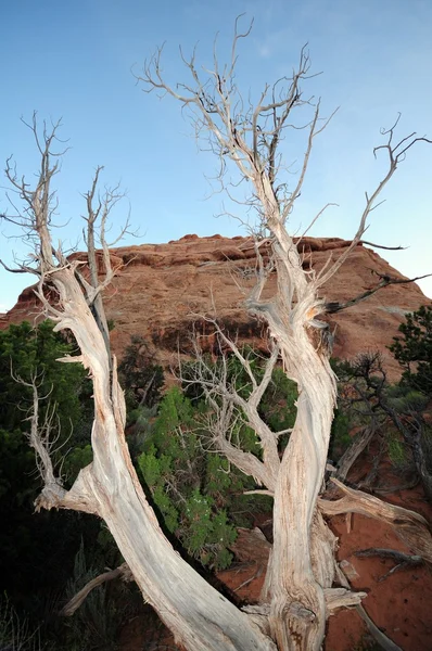 Utah Árvore morta — Fotografia de Stock