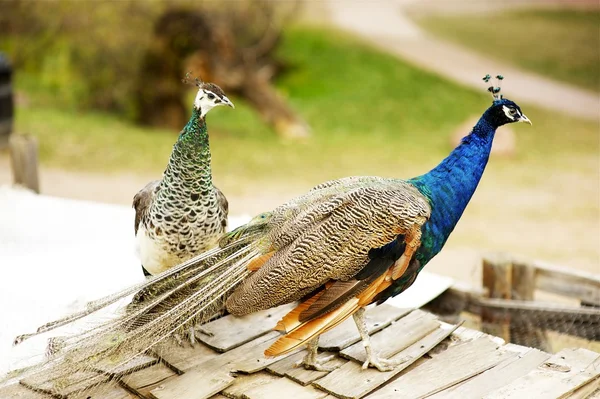 Påfåglar påfågel — Stockfoto