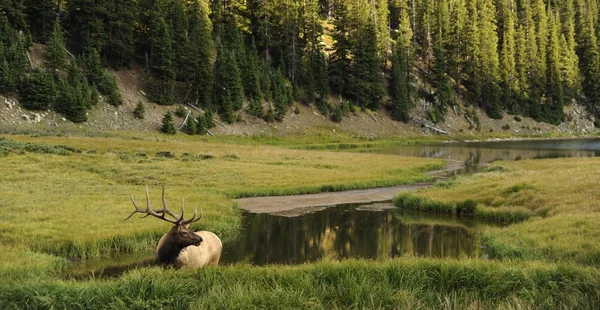 Herten in colorado — Stockfoto