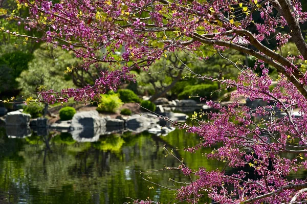 Giardino fiorito — Foto Stock