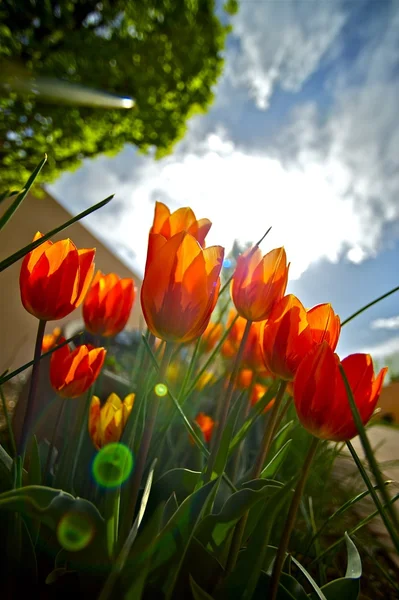 Giardino dei tulipani rossi — Foto Stock