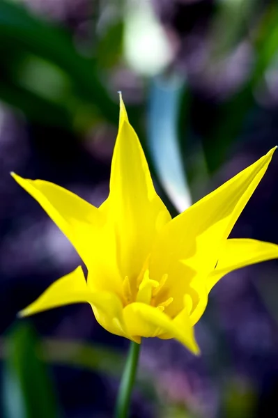 Amarelo estrela tulipa — Fotografia de Stock