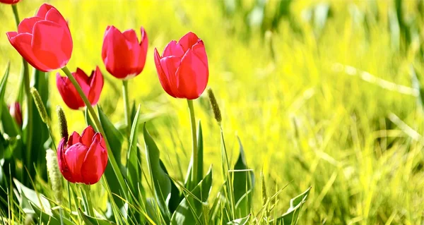 Prado de tulipas — Fotografia de Stock