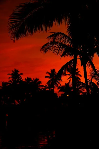 Noite tropical — Fotografia de Stock