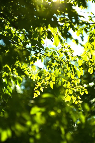 Sommaren skog — Stockfoto