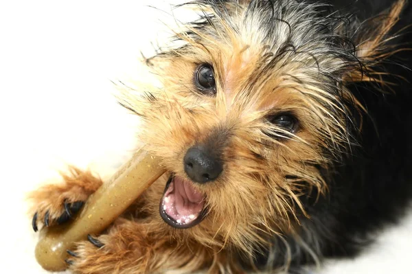 Puppy Bone — Stock Photo, Image