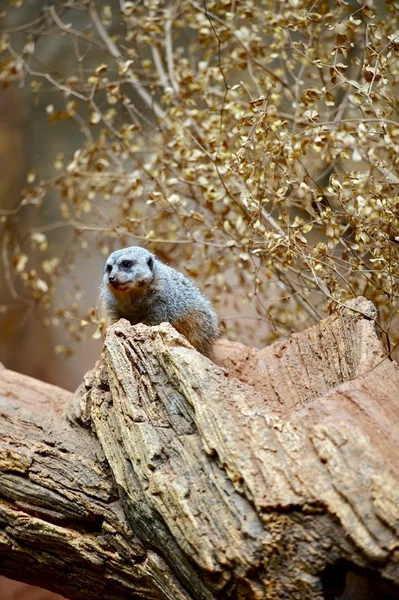 Meerkat op de boom — Stockfoto