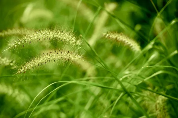 Zomer groene grassen — Stockfoto