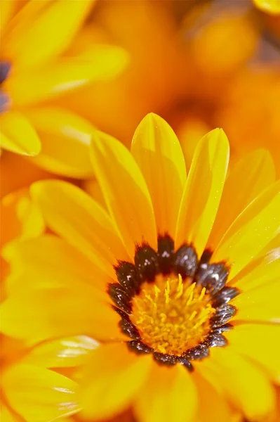 Beleza laranja — Fotografia de Stock