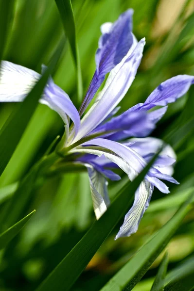 Iris Plant — Stock Photo, Image