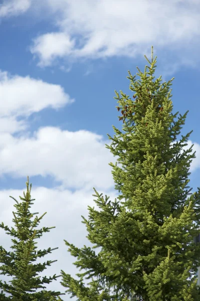 Vuren bomen — Stockfoto